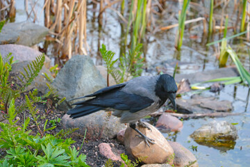 Out of focus, blurry background, crow standing on a rock.
