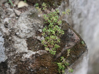 moss on stone