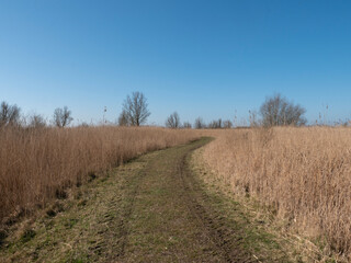 Fototapeta premium National park Oostvaardersplassen in the Netherlands, reed lands