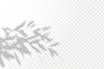 Soft shadow form window and plants, light overlay effect. Scenes of natural lighting.Effect Template for social media backgrounds, product presentations, photo shots.