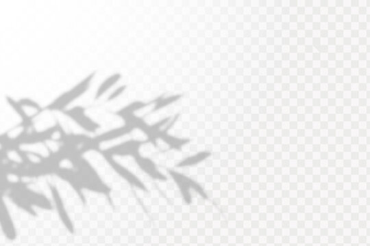 Soft shadow form window and plants, light overlay effect. Scenes of natural lighting.Effect Template for social media backgrounds, product presentations, photo shots.