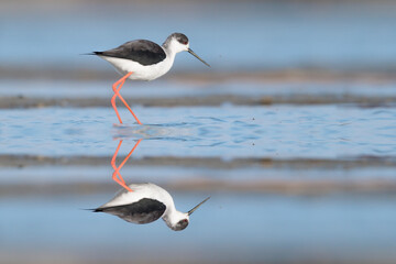 A wonderful aquatic bird, the black winged stilt (Himantopus himantopus)