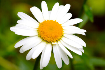 Fototapeta premium Close-up of a white chamomile blooming in a meadow.