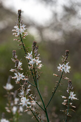 Close up of wild white Asphodel in nature in rural northern Israel
