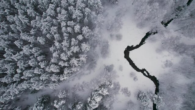 Unfrozen river in winter. Falling snow flakes. Winter coniferous white forest