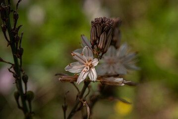 Close up of wild white Asphodel in nature in rural northern Israel
