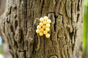Macro insect eggs on tree background.Bug eggs or grasshopper eggs.