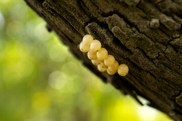 Macro insect eggs on tree background.Bug eggs or grasshopper eggs.