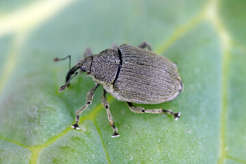 Ceutorhynchus napi weevil of beetle from family Curculionidae. This is pest of cabbage family e.g....