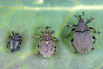 From left Ceutorhynchus sulcicollis, pallidactylus and napi - weevils of beetle from family Curculionidae, pests of cabbage family e.g. oil rape plants, cauliflower, broccoli. - obrazy, fototapety, plakaty