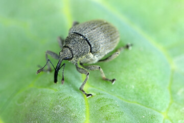 Ceutorhynchus napi weevil of beetle from family Curculionidae. This is pest of cabbage family e.g. oil rape plants, cauliflower, broccoli. - obrazy, fototapety, plakaty