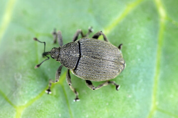 Ceutorhynchus napi weevil of beetle from family Curculionidae. This is pest of cabbage family e.g....