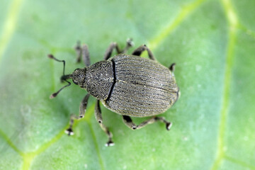Ceutorhynchus napi weevil of beetle from family Curculionidae. This is pest of cabbage family e.g. oil rape plants, cauliflower, broccoli.