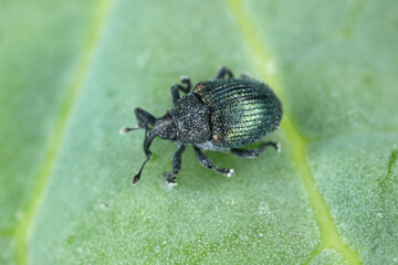 Ceutorhynchus sulcicollis weevil of beetle from family Curculionidae. This is pest of oilseed rape (canola) plants.