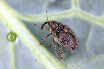 Ceutorhynchus pallidactylus (formerly quadridens) Cabbage Stem Weevils. Beetle from family...