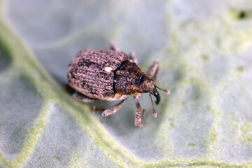Ceutorhynchus pallidactylus (formerly quadridens) Cabbage Stem Weevils. Beetle from family Curculionidae, pest of oilseed rape (canola) plants and other cabbage.