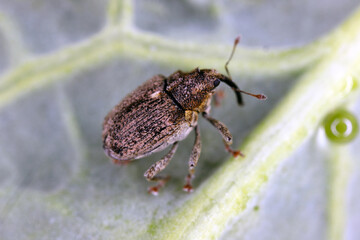Ceutorhynchus pallidactylus (formerly quadridens) Cabbage Stem Weevils. Beetle from family Curculionidae, pest of oilseed rape (canola) plants and other cabbage.