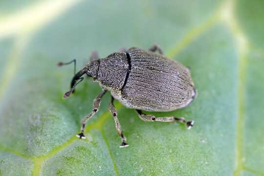 Ceutorhynchus napi weevil of beetle from family Curculionidae. This is pest of cabbage family e.g. oil rape plants, cauliflower, broccoli.
