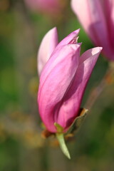 Fototapeta na wymiar Magnolia flower - Sunnt spring morning