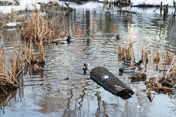 Ducks in a spring pond. Early spring, snow melting. Birds in search of food. Natural landscape.