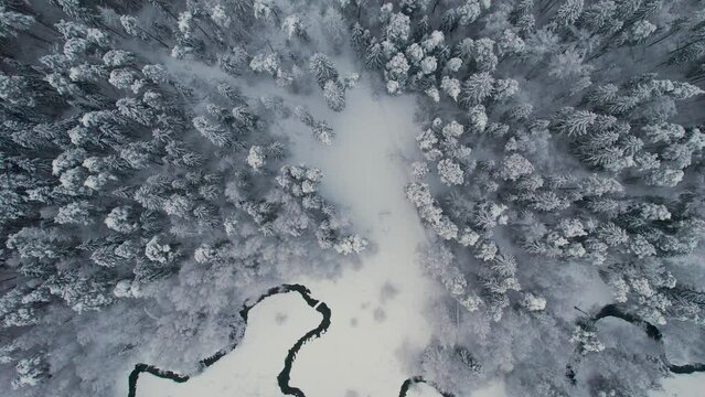 Unfrozen river in winter. Falling snow flakes. Winter coniferous white forest