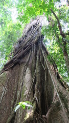 Ancient and high rainforest tree in the jungle surrounded by tropical vegetation 
