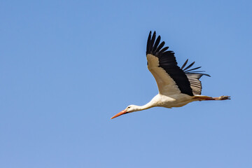 White stork (Ciconia ciconia) in fly