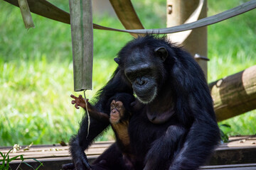 多摩動物公園のチンパンジーの親子