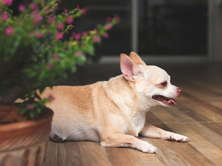  fat brown short hair Chihuahua dog lying down on the floor with Cuphea hyssopifolia Kunth flower foreground.