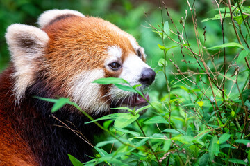 多摩動物公園のレッサーパンダ