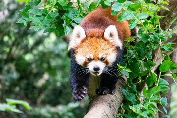 多摩動物公園の木登りするレッサーパンダ