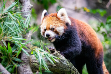 Obraz premium 多摩動物公園の木登りするレッサーパンダ