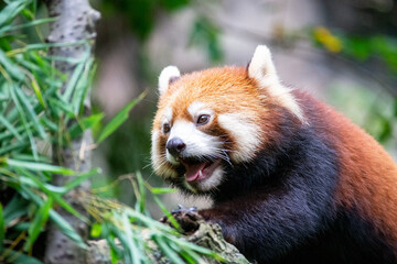 Fototapeta premium 多摩動物公園の木登りするレッサーパンダ