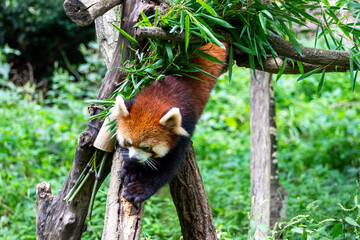 多摩動物公園の木登りするレッサーパンダ