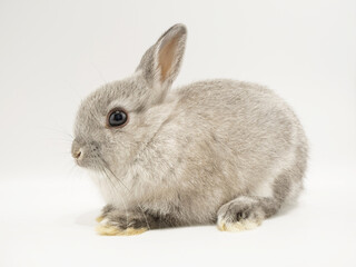 灰色のネザーランドドワーフ