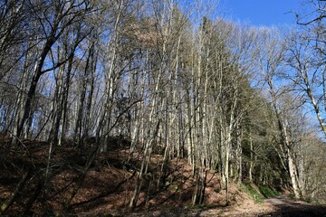 Bäume im sonnigen Wald im Winter