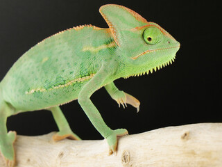 目を下に向けるエボシカメレオン