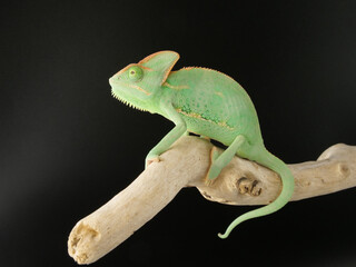 枝に乗っかかるカメレオン