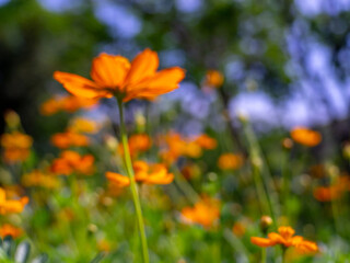flower yellow blur make an abstract picture brightly colored
