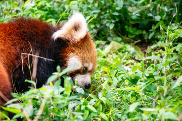 多摩動物公園のレッサーパンダ