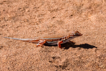 shovel-snouted lizard in Namibia
