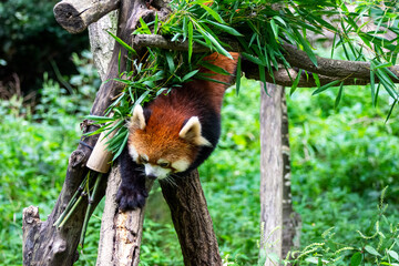 多摩動物公園の木登りするレッサーパンダ