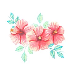 A bouquet of hibiscus . Watercolor illustration