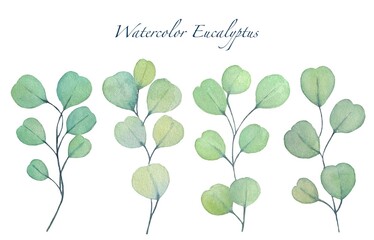 Set of eucalyptus leaves . Watercolor illustration