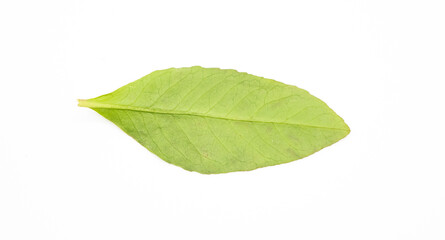 Fototapeta premium single vegetable leaf on white background