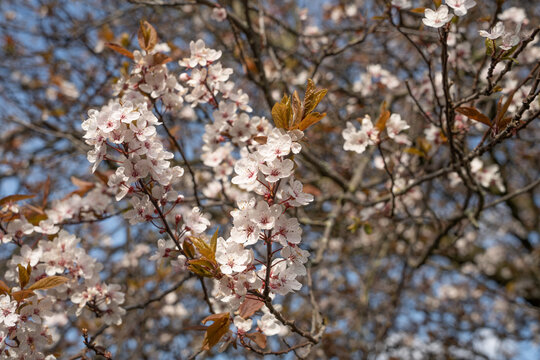 Cherry Plum (Prunus Cerasifera) In A Garden In The UK.