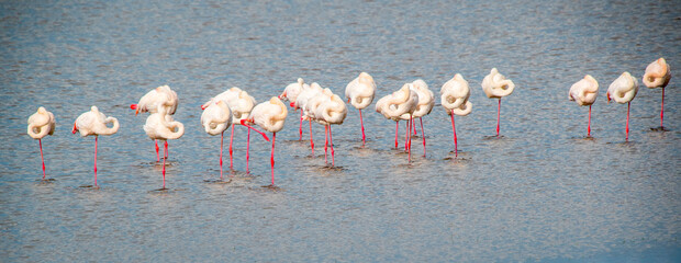 Flamboyance of lesser flamingos standing while sleeping on one leg at a shore © Garth Irvine/Wirestock Creators