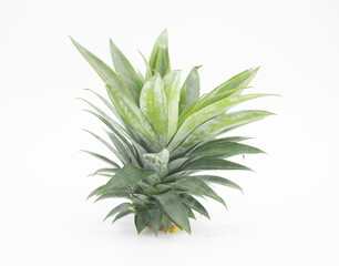pineapple leaves on white background, selective focus