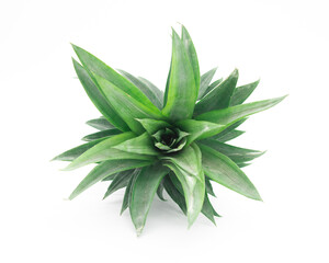 selective focus Pineapple leaves design, close-up