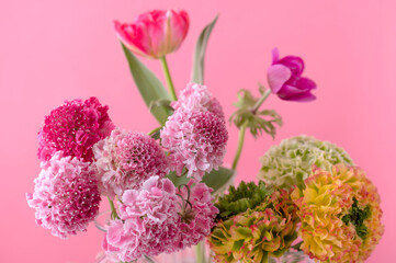 スカビオサ　春の花 　ピンク色の背景